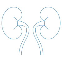 kidney