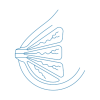 Mammary gland
