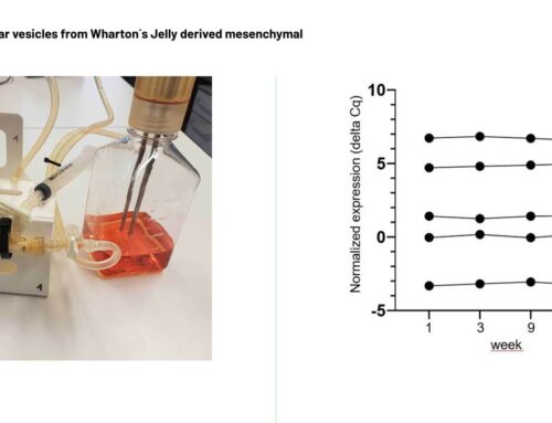 Analysis of miRNA cargo of extracellular vesicles from Wharton´s Jelly derived mesenchymal stem cells