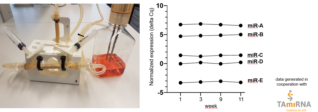 Characterization of EVs for miRNA cargo_WJ_MSC_TERT273