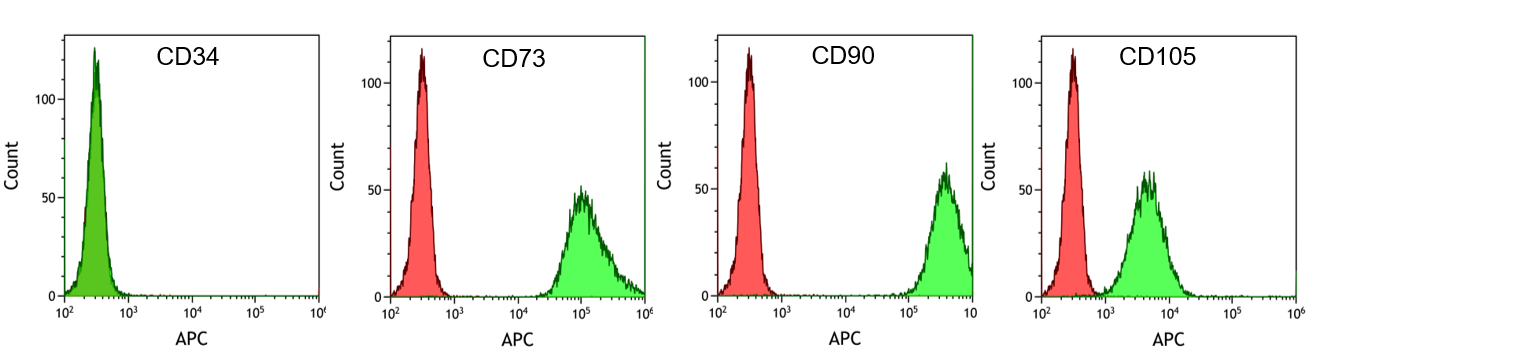 Expression of typical marker proteins_WJ_MSC_TERT273