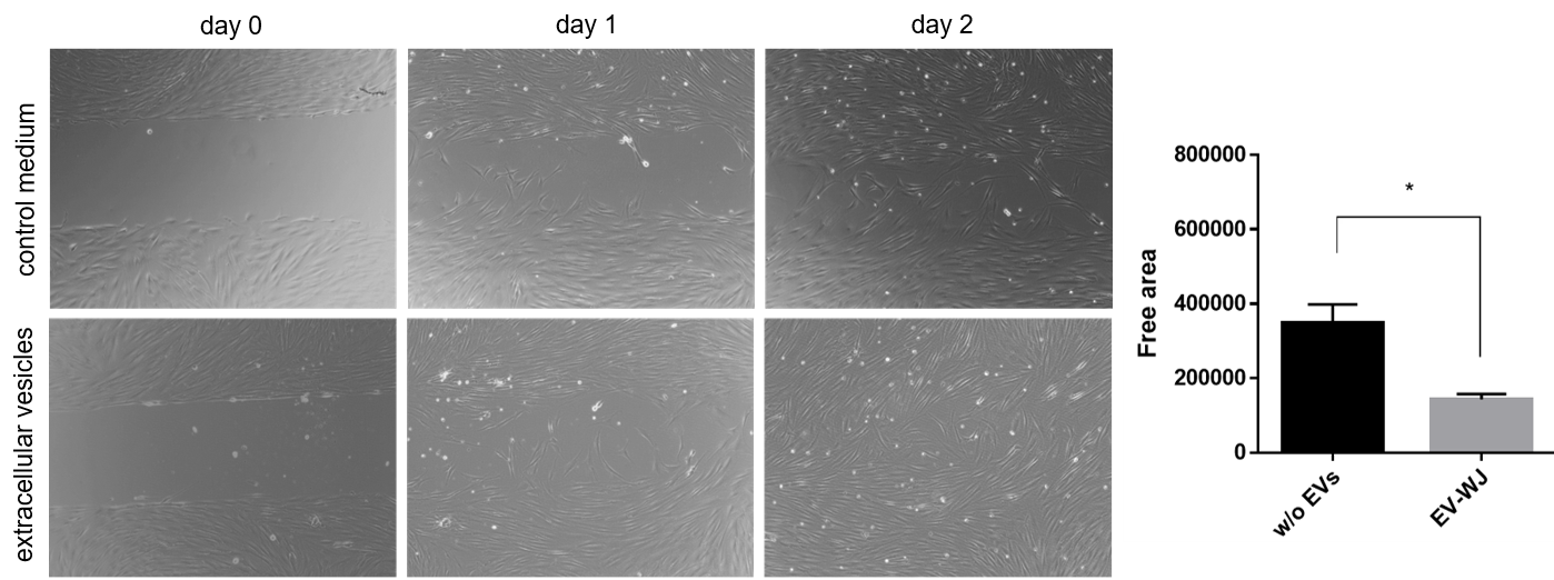 Induction of fibroblast growth upon drug treatment_WJ_MSC_TERT273