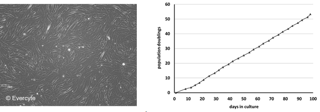 Morphology and growth characteristics_WJ_MSC_TERT273