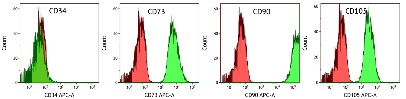 Expression of typical marker proteins_WJ_MSC_TERT273