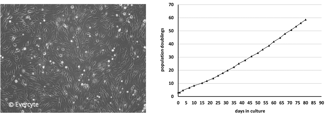Morphology and growth characteristics_WJ_MSC_TERT273