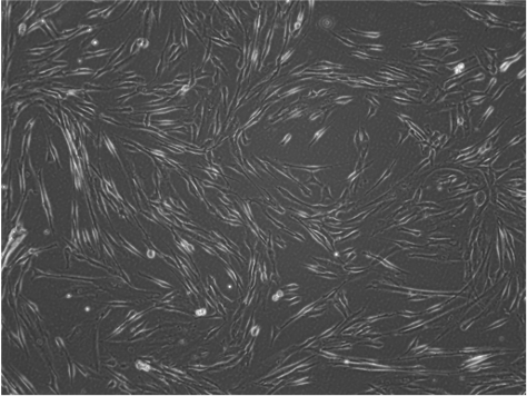 Morphology and growth characteristics_WJ_MSC_TERT273