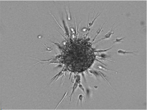 Services_drug_testing_neo-angiogenesis