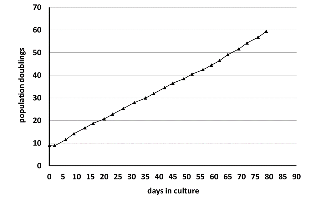 fHDF-TERT166 Morphology