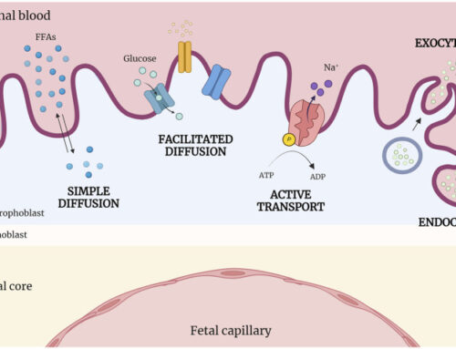 Review on fetal-maternal interactions by LifeSaver Project Consortium